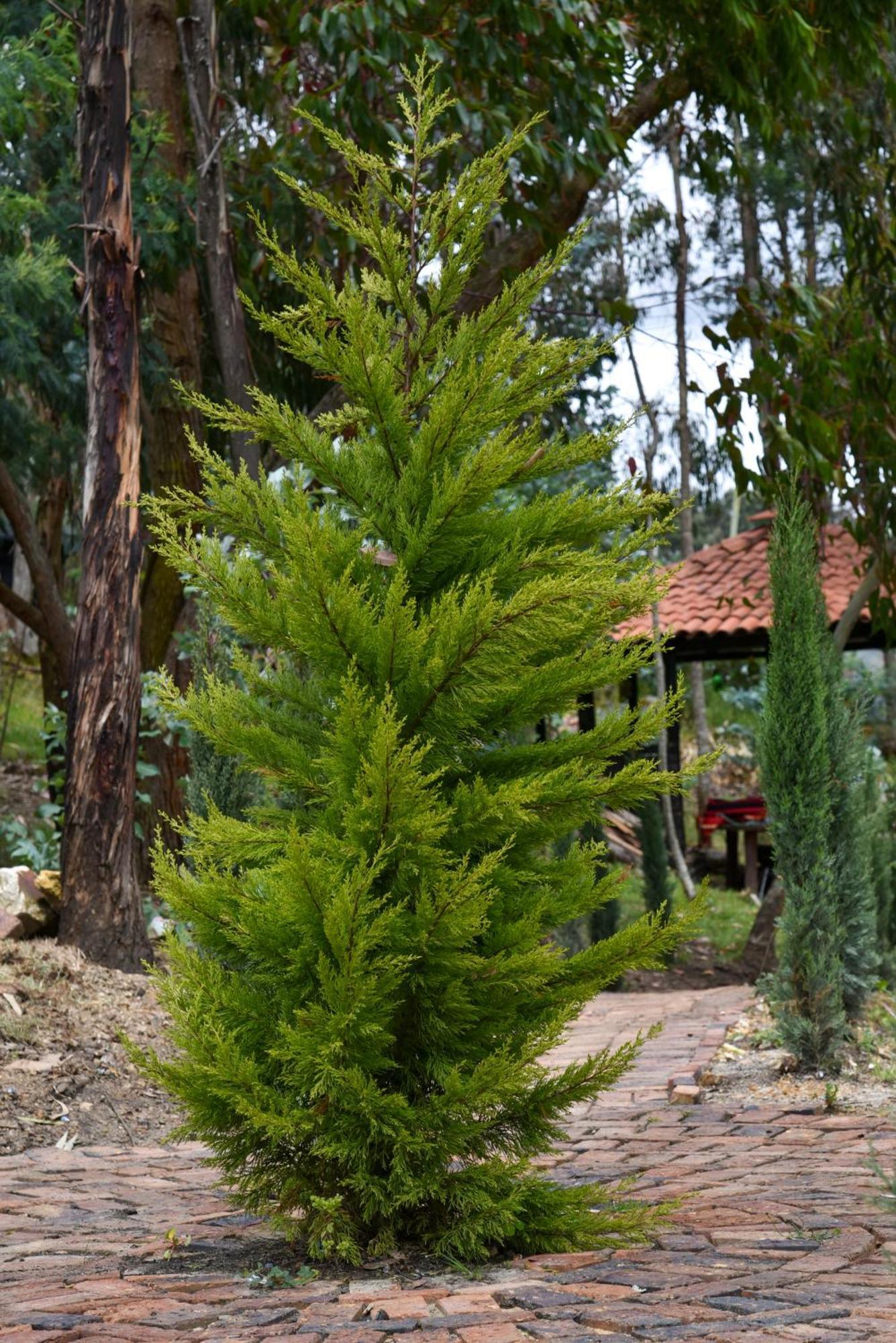 Golden Glamping Hotel Guatavita Buitenkant foto